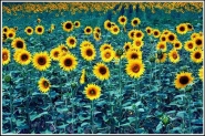 GIRASOLI1.jpg