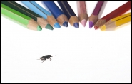 Little_Beetle.jpg